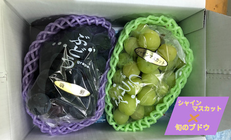 【先行予約】味くらべ ブドウ セット 1.2kg （ シャインマスカットと旬のぶどう ） ｜ ぶどう 葡萄 ※2026年9月～発送