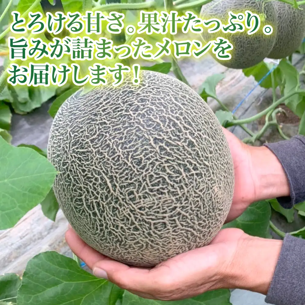 メロン 【先行予約】熊本県 八代市産 肥後グリーン 約4kg （2玉入） 【2027年5月中旬より順次発送】 メロン