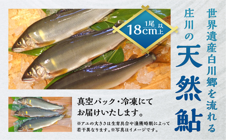 白川村産 飛騨庄川の天然鮎 12尾 18cm以上 鮎 天然 あゆ 魚 岐阜県 白川郷 世界遺産 塩焼き BBQ 30000円 [S512_12bi]