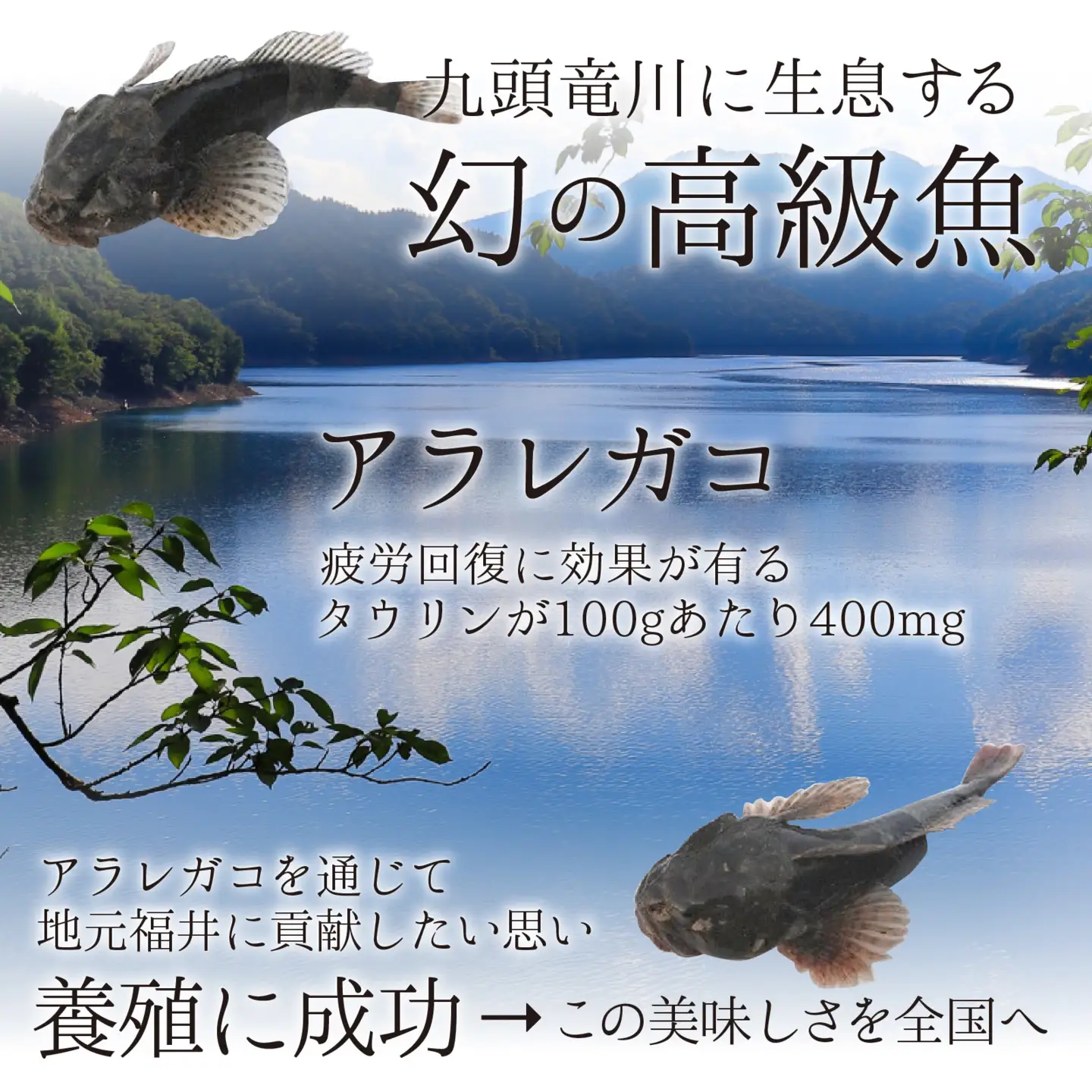 ふりかけ3種セット（あられがこ、かに風味、焼き海苔） [A-057003] / ふりかけ