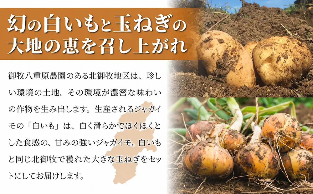 白いも(M～Lサイズ）と玉ねぎ（L～2Lサイズ）各5kg｜じゃがいも【数量限定】詰め合わせ※2026年8月下旬～10月下旬に順次発送予定※着日指定不可