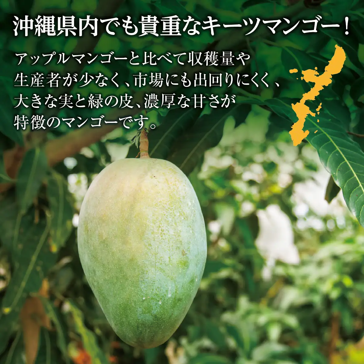 (先行受付)【2027年発送】キーツマンゴー 南城市 約800g～1kg（1～2玉）
