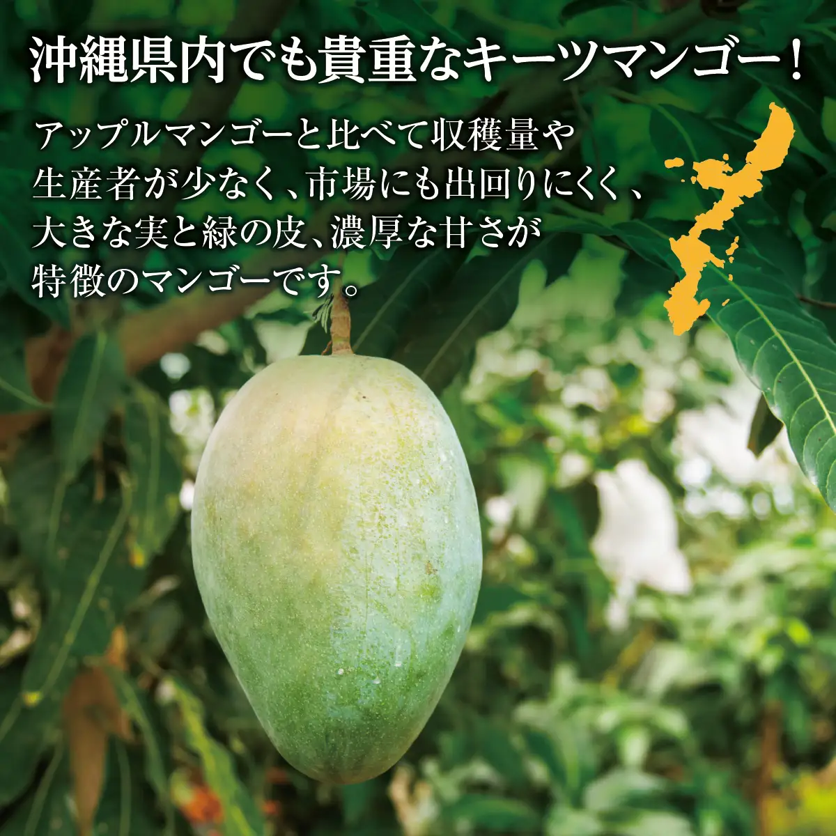 (先行受付)【2027年発送】キーツマンゴー 南城市 約1.5kg (2～3玉)