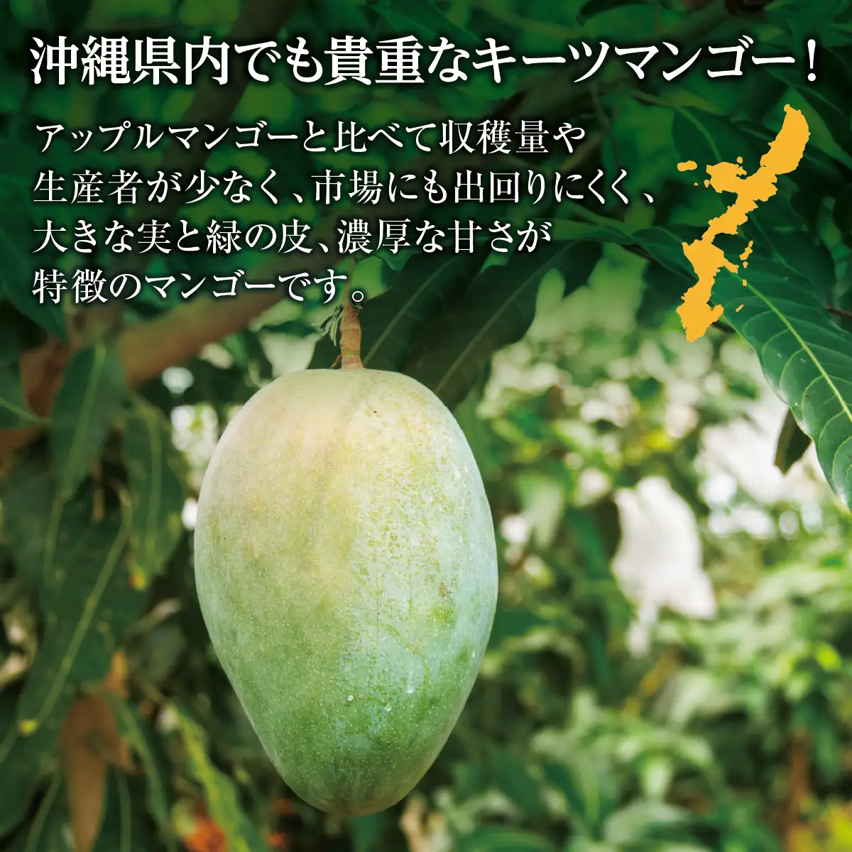 (先行受付)【2027年発送】キーツマンゴー 南城市 約2kg (2～3玉) 