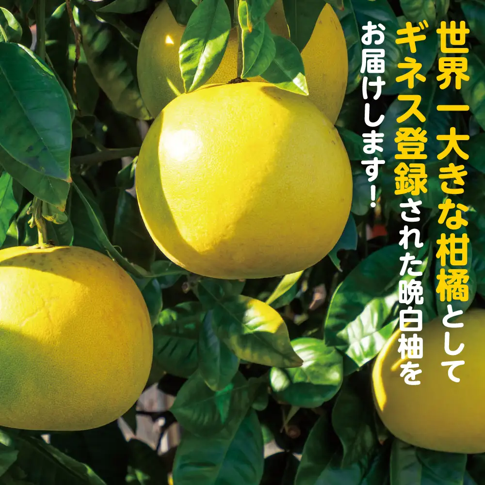 柑橘 【先行予約】熊本県 八代市産 晩白柚 2玉 2Lサイズ 約4kg 【2027