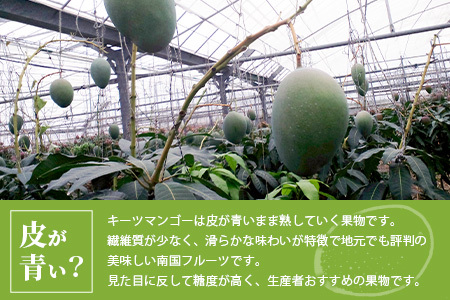 【予約受付】沖縄県石垣島産 キーツマンゴー 1.6kg～1.8kg【2～4玉】