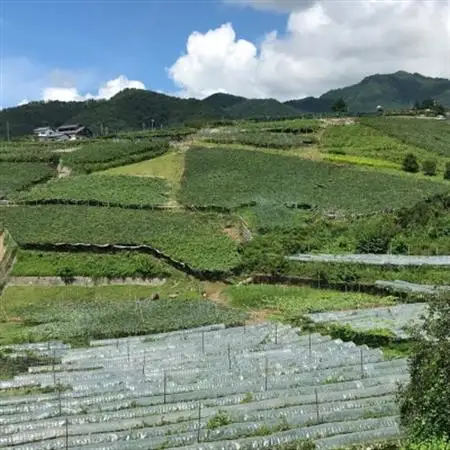 巨峰 (1.8kg) あの、牧丘の巨峰3～4房【配送不可地域：離島】【1329233】