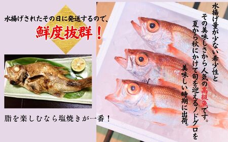 【2026年8月以降発送】天然のどくろ (アカムツ) 3尾 約1kg 先行予約 鮮度抜群！水揚げ直後に発送 高級魚 生 刺身 煮付け 下処理可能 魚正 日本海 刺身 ノドグロ のどぐろ 赤ムツ