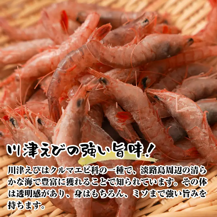 淡路島産 活川津エビ 800g　　[えび 海老]