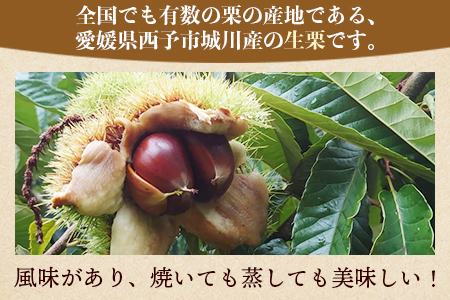 【数量限定・締切9月15日】＜西予市城川産 大きな生栗 3Lサイズ 約2kg（化粧箱入り）＞ 特大 大粒 マロン 焼き栗 栗ご飯 モンブラン 特産品 メニークエスト 愛媛県 西予市【冷蔵】『9月20日以降～9月末頃迄に順次出荷予定』SMQ0011