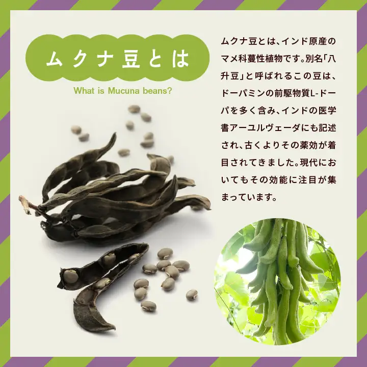 あだたらムクナ豆粉100g×2袋【ADATARAふぁーむ】