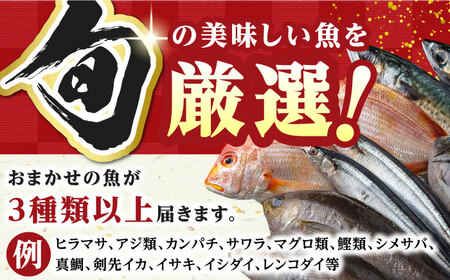【全12回定期便】対馬 イカ 姿造り と 刺身 の セット 新鮮 海鮮 いか 冷凍 刺身 ケンサキイカ [WAK015]