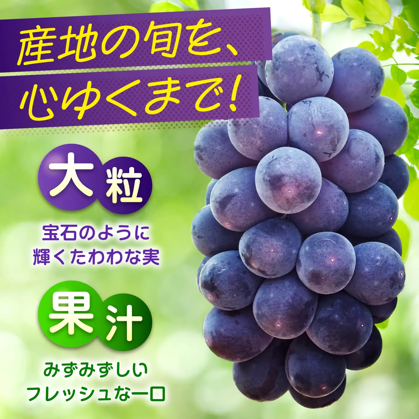 【期間限定/8月下旬〜9月上旬頃発送】沼隈ぶどう「ピオーネ」 約2kg [BAEV002]ピオーネ