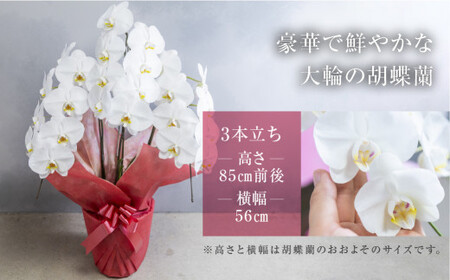 中村洋ラン  胡蝶蘭 大輪 3本立ち 白 ラッピング ／ お花 生花 室内装飾 愛知県 特産品 産地直送 田原市 渥美半島 大輪の胡蝶蘭 3本立ちの胡蝶蘭 ラッピング胡蝶蘭