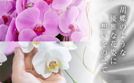 胡蝶蘭 大輪 5本立ち ミックス（花 3色）花