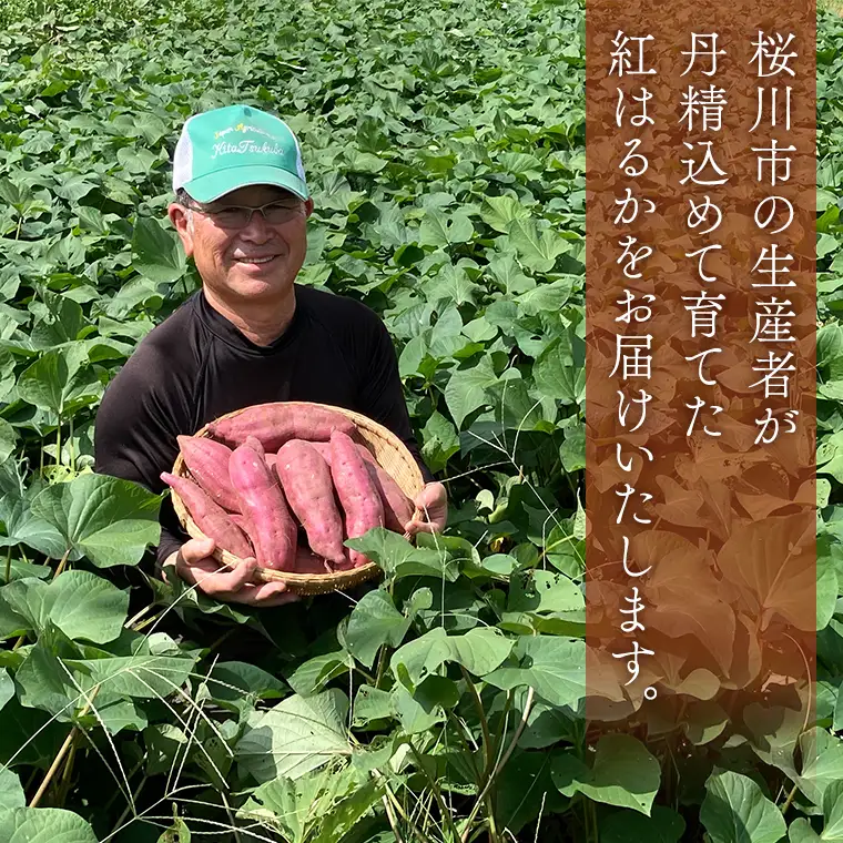 【2026年10月下旬発送開始】桜川産 さつまいも 紅はるか 5kg 茨城県 サツマイモ べにはるか 芋 甘い [SC029sa]