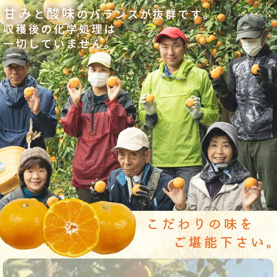 有田みかん 特撰秀 約7kg (Sサイズ)_ZP6108n