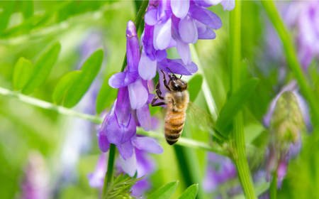 純粋ハチミツ 2種セット (野山の花500g×1 ソヨゴ500g×1) 瑞浪市 / honey shop Bee farm asano 蜂蜜 はちみつ [AZBT014]