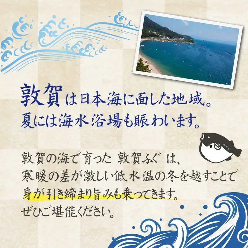 ＜先行予約＞【11月発送】フグ 敦賀ふぐ鍋てっさ セット（2～3人前）【冷蔵 海鮮 てっちり てっさ 刺身 トラフグ ふぐ 河豚 鍋 なべ】