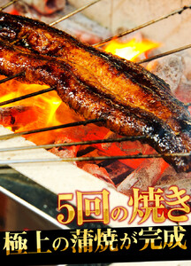 [001-b002] 国産うなぎ蒲焼き4尾セット