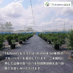 【時間無制限・食べ放題】ブルーベリー狩り入園チケットおとな２枚［ ブルーベリー狩り チケット 体験 入園チケット 時間無制限 食べ放題 おとな2枚 フルーツ狩り 観光 人気 おすすめ ギフト プレゼント 通販 送料無料 ふるさと納税 ］