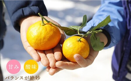 先行予約 原口みかん 特秀品 8kg 傷み保証分含む CCT004 みかん みかん