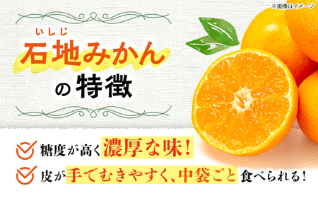 先行予約 石地みかん 秀品 8kg 傷み保証含む CCT007 みかん みかん
