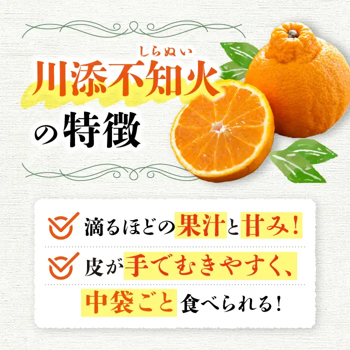 不知火 約6.5～7kg CCT010 不知火