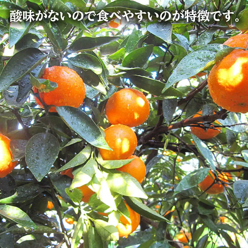 【1月上旬より順次配送】 津之望 みかん 約5kg みかん＜原口果樹園＞ [CCW009]