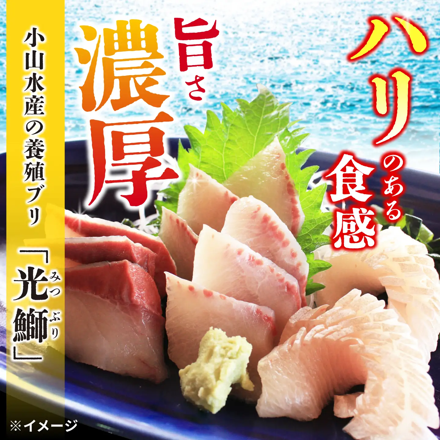 【復活】 養殖 ぶり 「光鰤」半身 約1.3kg? 刺身 ぶり ブリしゃぶ ＜小山水産＞ [CDZ005]