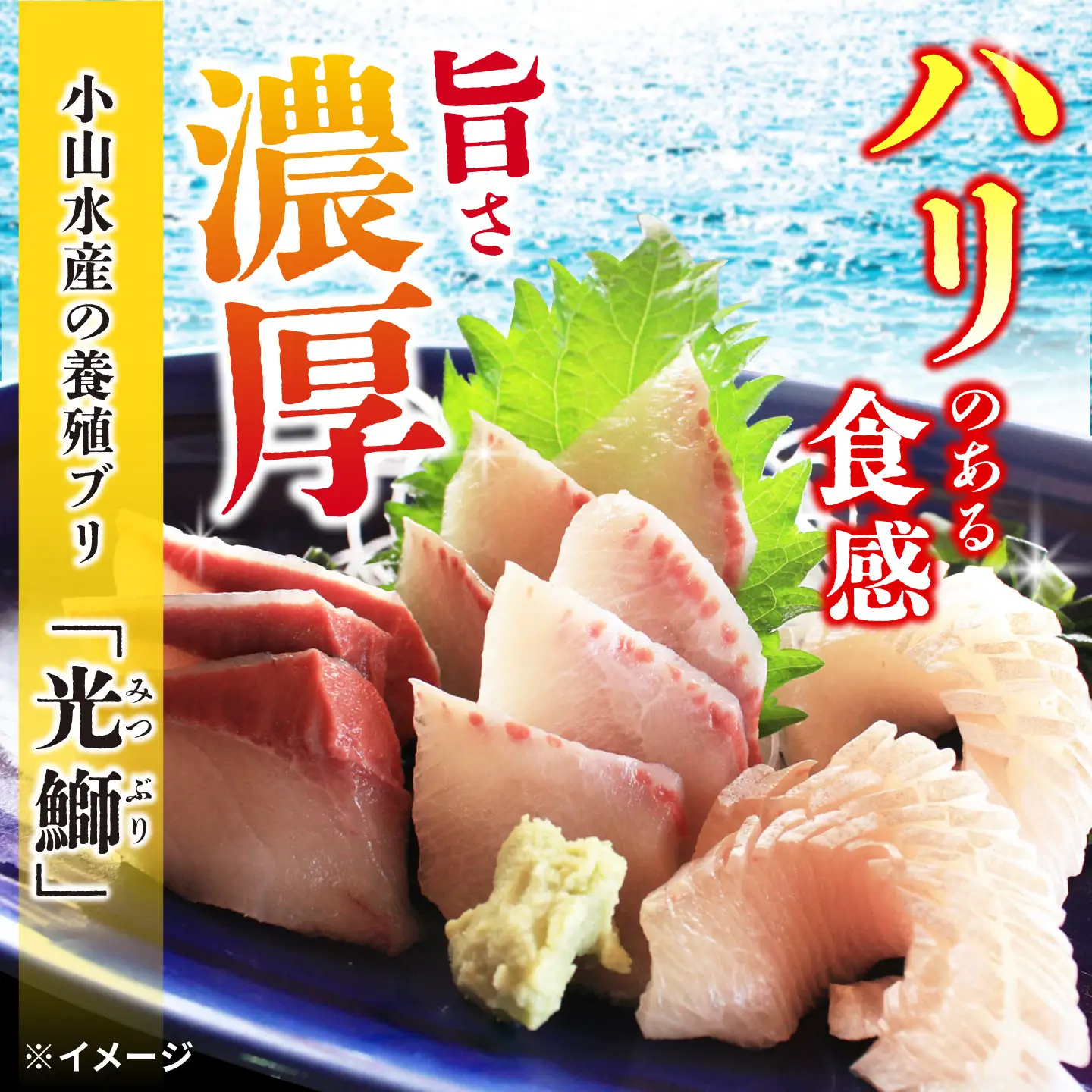 【復活】魚 養殖 ブリ「光鰤」1本 3kg? 刺身 ブリしゃぶ ＜小山水産＞ [CDZ006]
