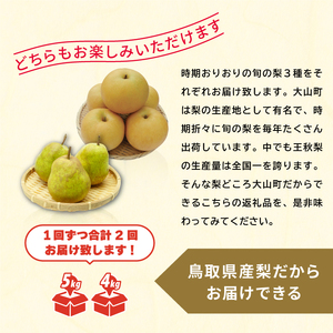 YN-06　和梨・洋梨　食べ比べ　定期便