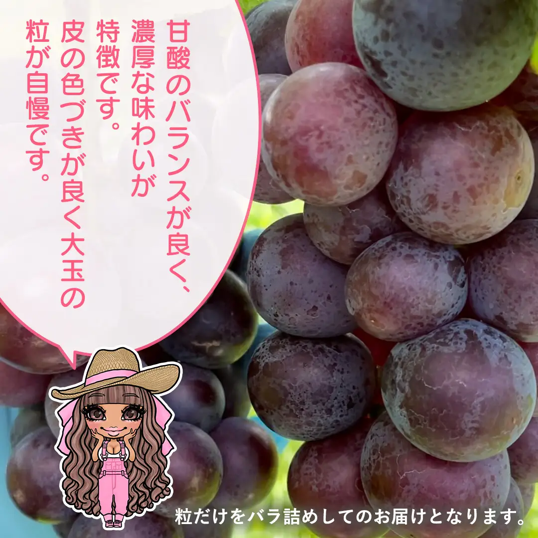 【 先行予約 】【 訳あり 】 バラ粒 甘くてジューシーな旬の天使の 巨峰 約 1kg （ 茨城県共通返礼品： かすみがうら市 ） 【 2026年8月頃発送 】 