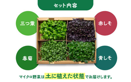 マイクロ野菜 4点セット〈 赤しそ 青しそ 三つ葉 春菊 〉【諏訪農林】[TDO002]