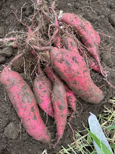 生芋　20kg　S～Lサイズ混合　2箱 いも長 ｜ さつまいも いも 生いも 紅はるか 国産 ※離島への配送不可 ※2025年12月下旬頃より順次発送予定