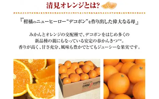  田村 産 清見 オレンジ 4.5kg 春みかん (果実サイズおまかせ) / 清見オレンジ 蜜柑 みかん 柑橘 フルーツ 果物紀伊国屋文左衛門本舗 ※2027年3月中旬～4月下旬頃発送予定 【kmtb492A】