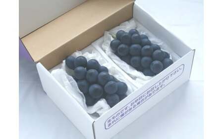 ナガノパープル JA信州うえだ 特産 ナガノパープル