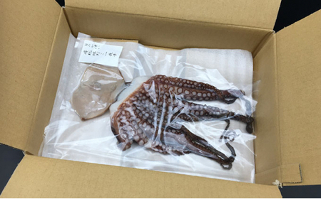地だこ一夜干し（たこ飯、炙り蛸用） mi0022-0026