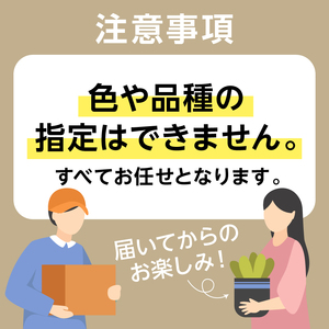【思いやり型返礼品】《先行予約　数量限定　季節限定》高校生と福祉支援施設が協力して全国へお届けする　たくさんの愛が詰まった大鉢シクラメン (発送予定：2026年11月下旬～2026年12月上旬) mi0049-0001 花 フラワー 植物 観葉植物 自然