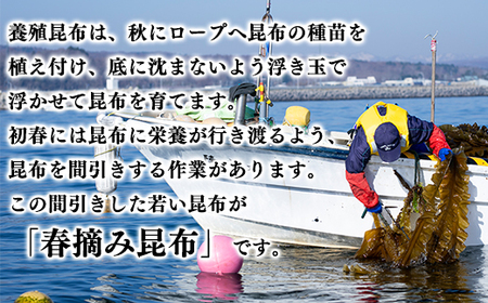 【北海道鹿部町産】白口浜真昆布 春摘み 250g（50g×5）真昆布 早摘み
