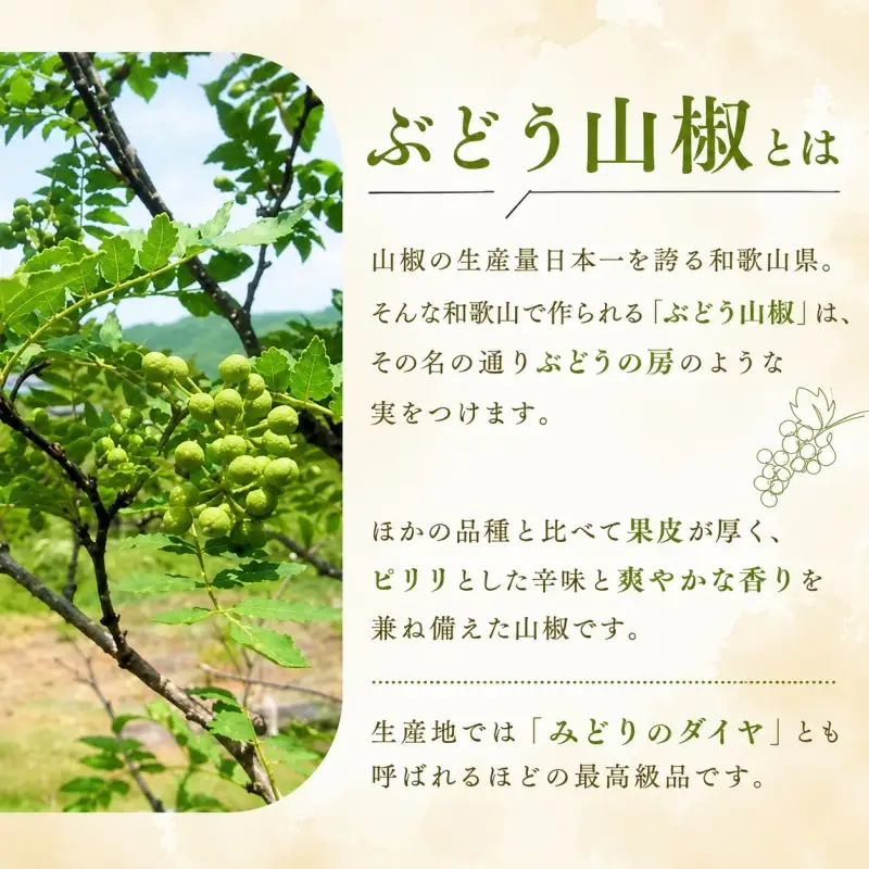  冷凍 ぶどう山椒 山椒 選べる容量 500g / 生山椒 生実山椒 さんしょう 香辛料 調味料 薬味 和歌山 紀美野【twn044-cbudo-500】