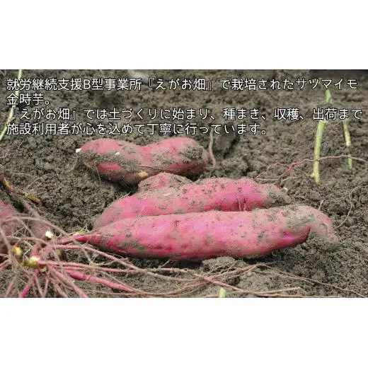 『えがお畑』で採れたサツマイモ金時芋 5kg