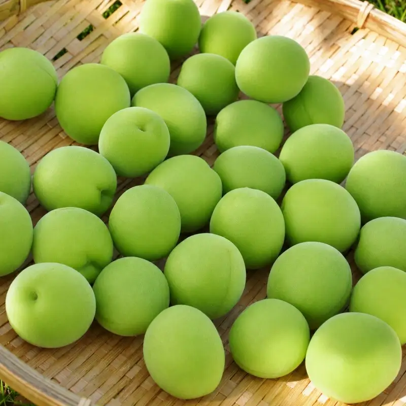 青梅 10kg 秀品 Mサイズ 以上 サイズおまかせ / 梅酒 梅ジュース 梅 和歌山 梅干し 梅シロップ 和歌山県産 ※2027年6月下旬～7月上旬に順次発送 ※北海道・沖縄・離島への配送不可【frt508-r-10B】