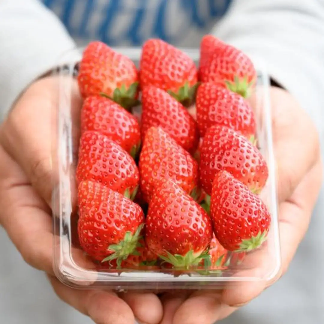 《 2027年 収穫分 》 朝摘み いばらキッス 約260g×4パック (茨城県共通返礼品 常陸太田市) 先行予約 檜山いちご園 国産 朝採り 朝採れ いちご イチゴ 苺 くだもの 果物 フルーツ 冬 春 旬 [DY001sa]