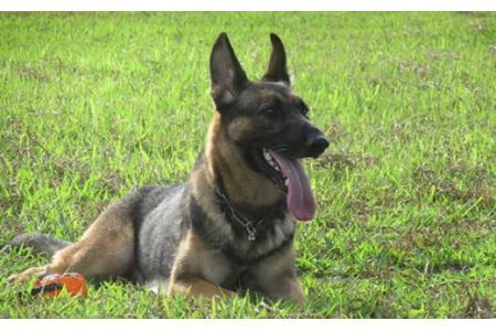 日本捜索救助犬協会の活動を応援！1万円 ｜犬 猫 被被災地支援
