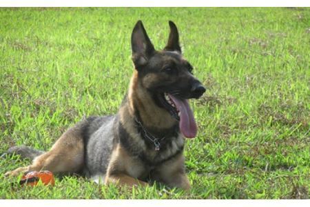 日本捜索救助犬協会の活動を応援！3万円 ｜被災地支援 犬猫支援