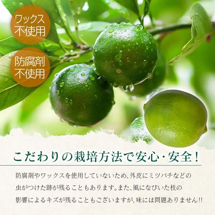 先行予約 皮まで使える ライム 計3kg以上 希少 国産ライム 果物 くだもの フルーツ_AA75-26