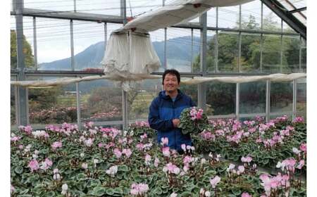 【先行予約】【長谷川園芸】北茨城産 シクラメン ピアス 6寸 ※11月～12月出荷【冬のギフト  フラワーギフト クリスマス 鉢花】(AT109)