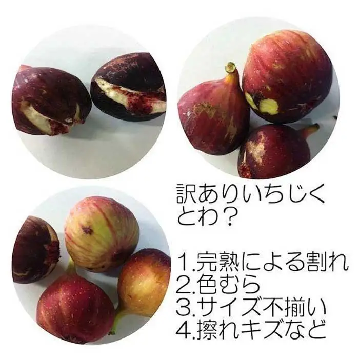 和歌山産 いちじく ご自宅用(サイズ不揃い、傷あり) 1.6kg(400g×4パック)