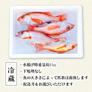 ノドグロ 約1kg 産地直送 冷蔵 下処理なし アカムツ のどぐろ 高級魚 水揚げ時重量約1kg